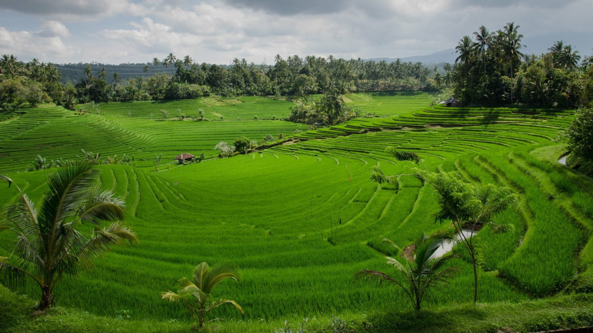 1920x1080 4K Ultra HD Man Made Rice Terrace Landscape