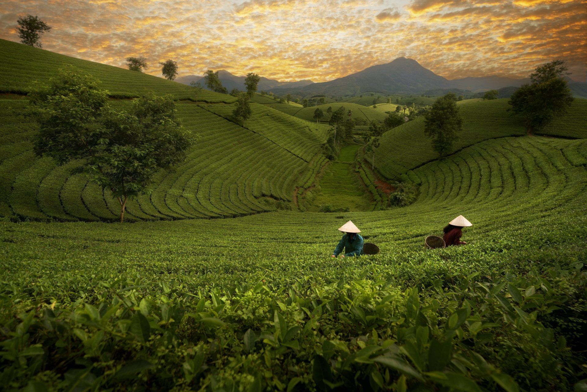1920x1281 Rice Terrace Terraced Field