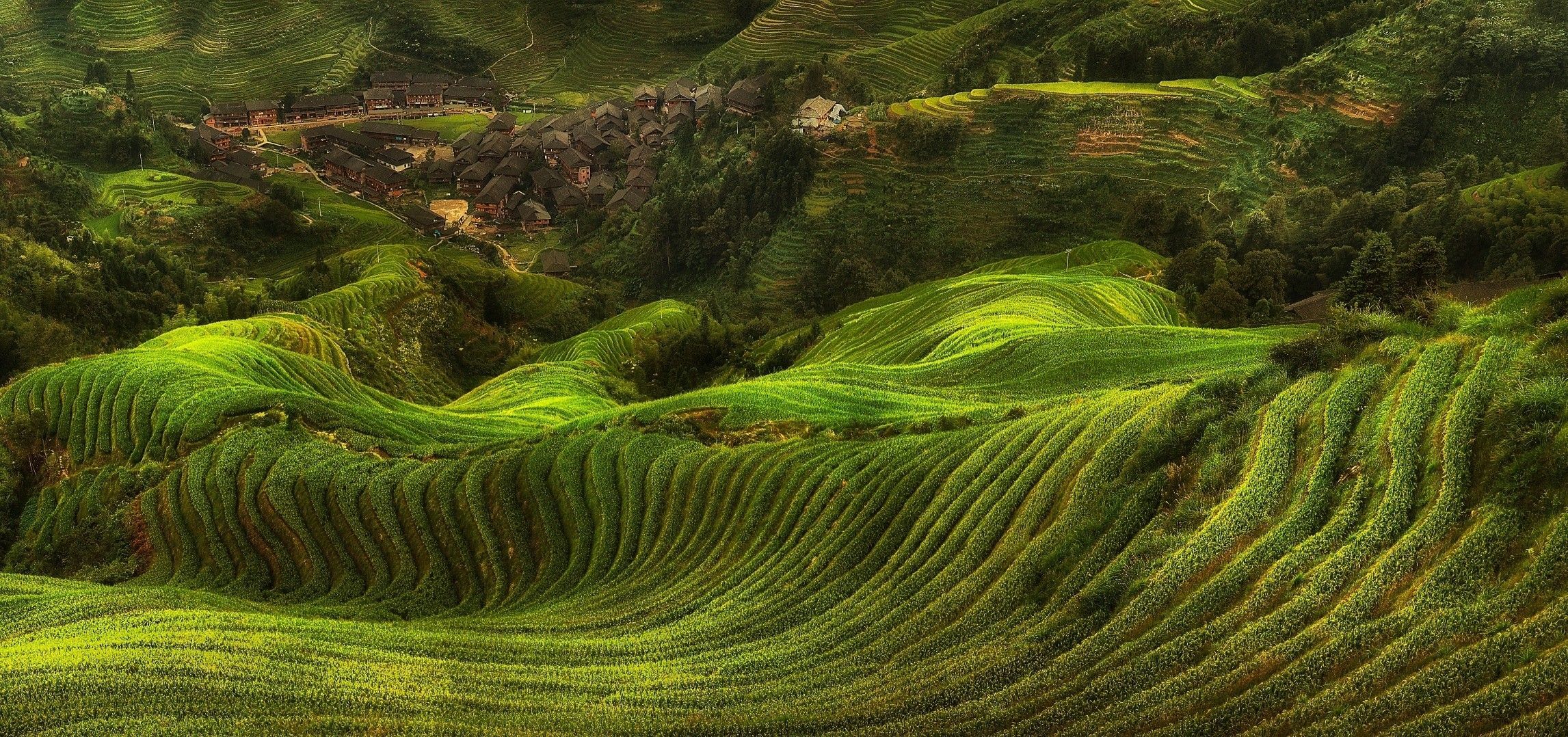 2293x1078 rice paddy, field, farm, landscape