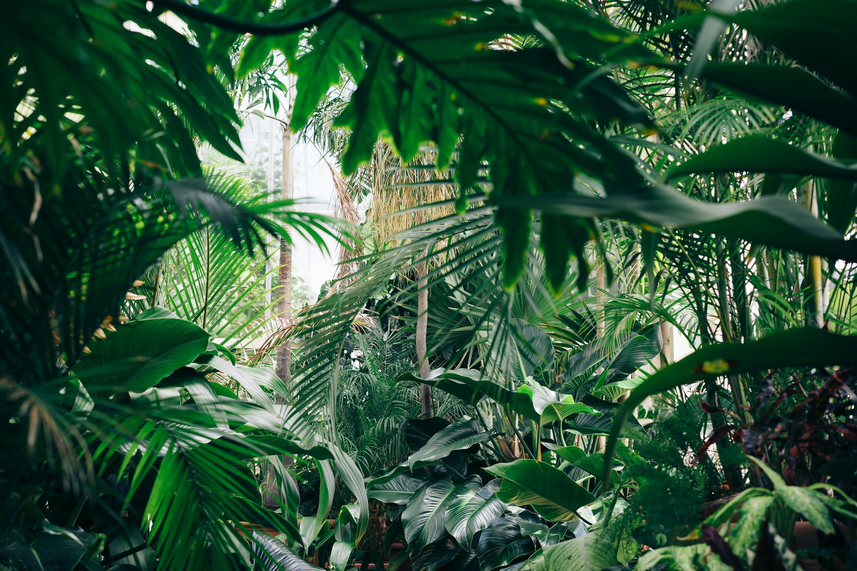 3000x2000 Tropical Garden Picture. Download Free Image