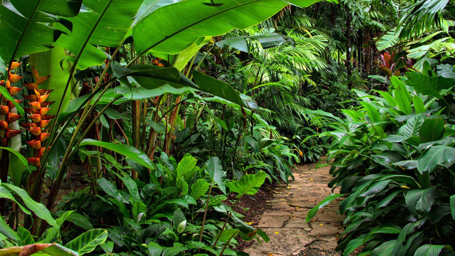 1920x1080 Tropical Garden Plants Melbourne. Hello Hello Plants
