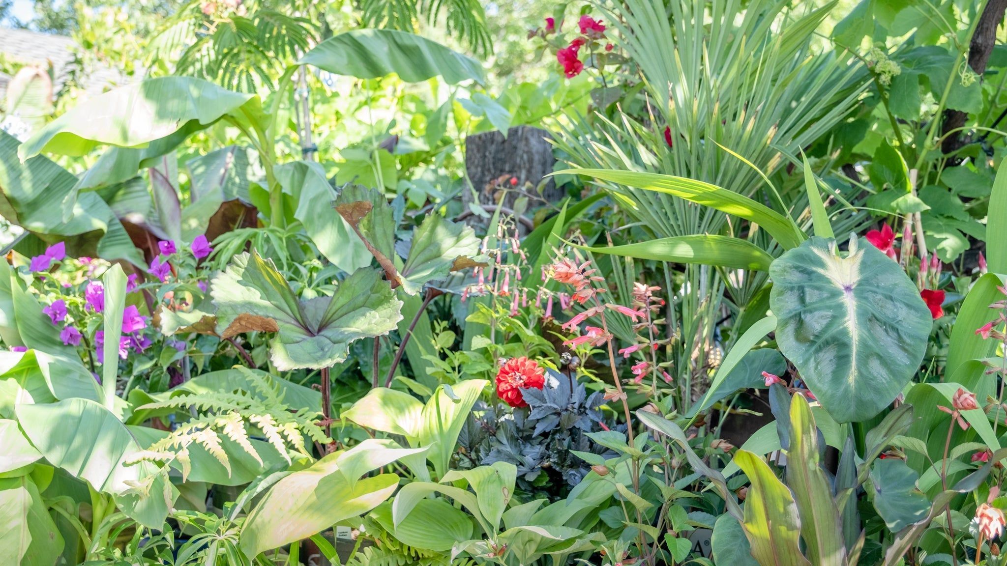 2048x1152 Creating A Tropical Looking Garden