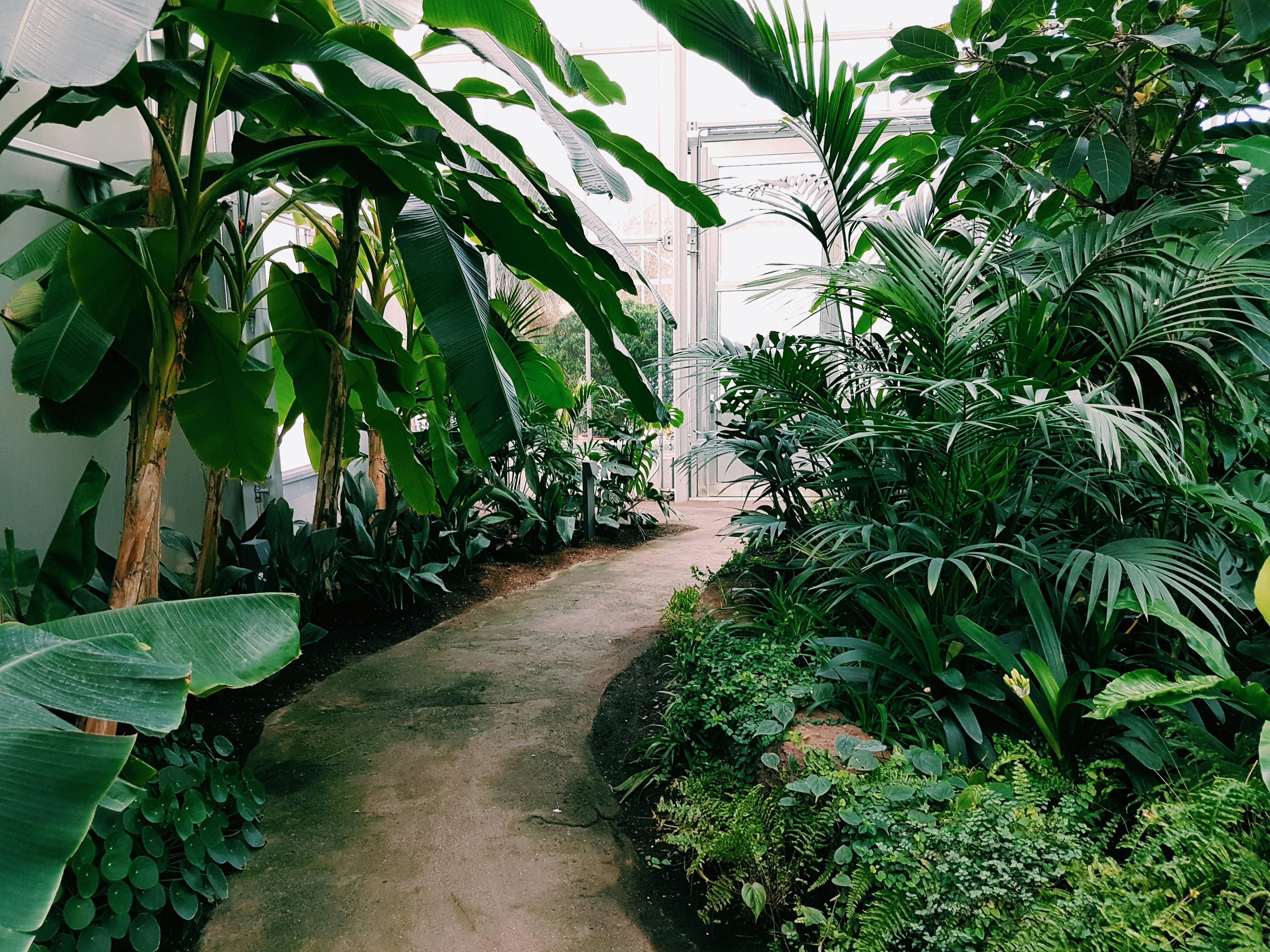 4032x3024 Photography of Pathway Surrounded by Plants · Free