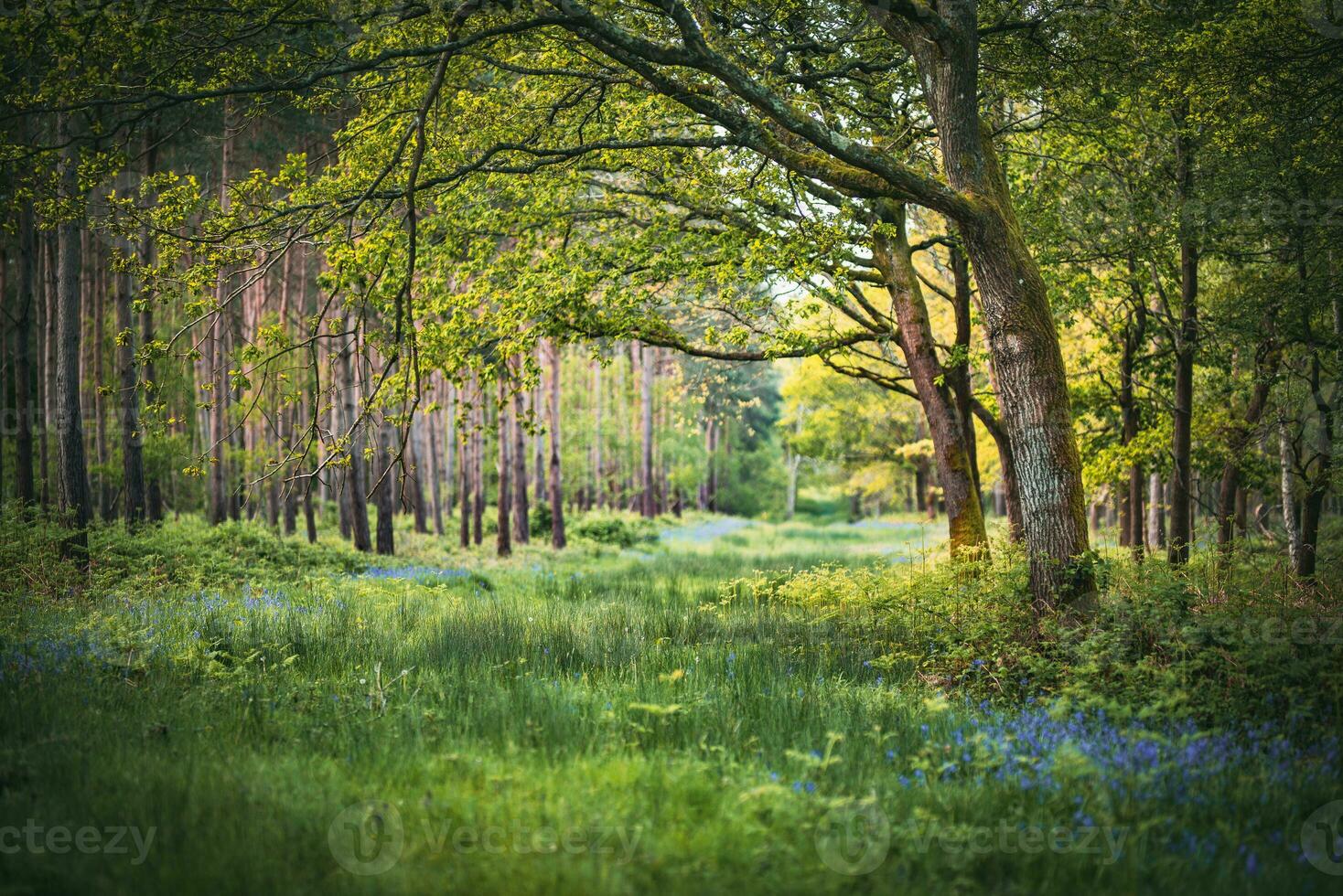 1468x980 Bluebells in a field in sunny weather on a quiet evening, West Sussex, UK
