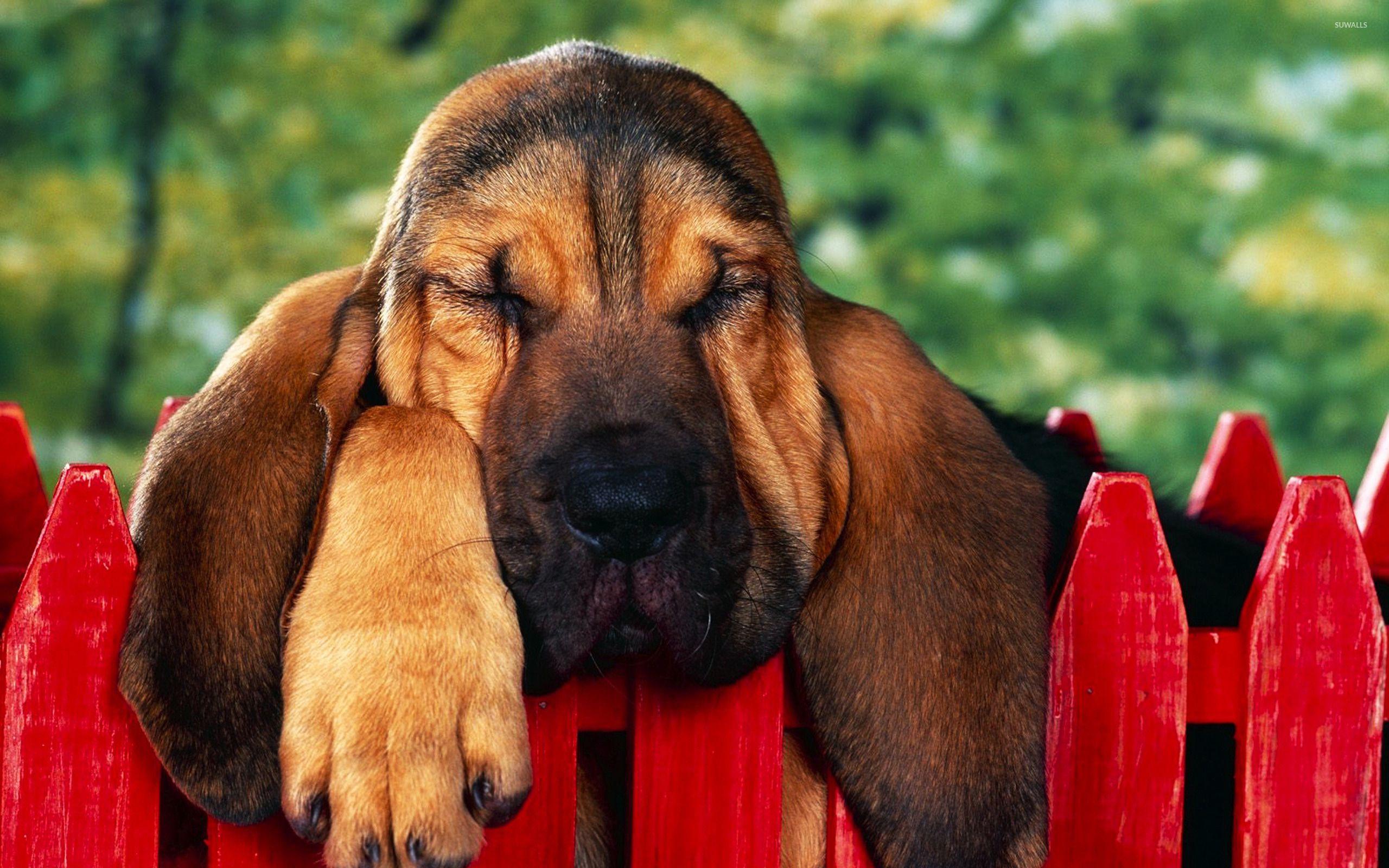 iphone xs sleeping dogs backgrounds iphone xs sleeping dogs backgrounds