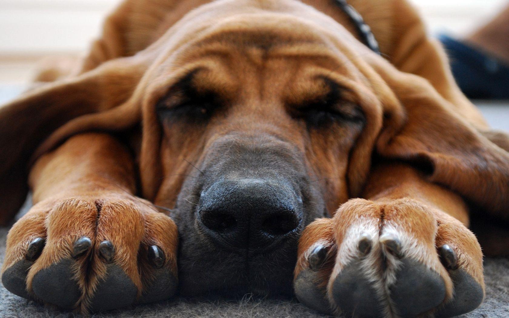 1680x1050 Bloodhound Dog Sleeping Wallpaper 49484 1680x1050px