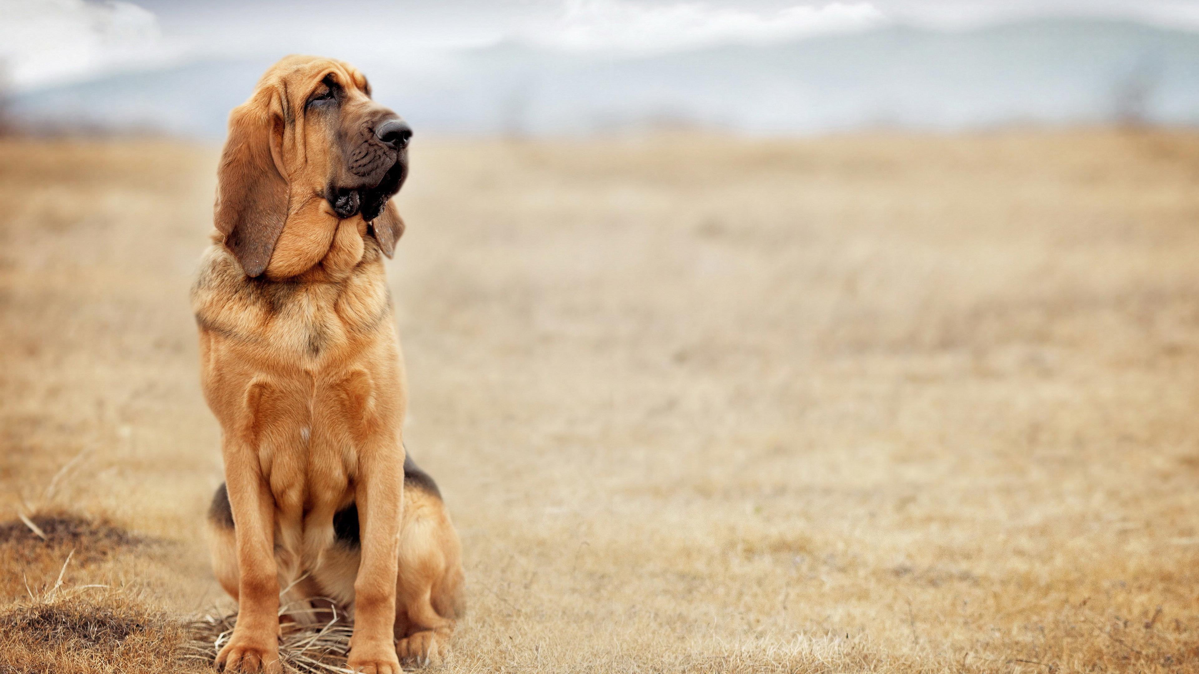 Bloodhound Wallpapers - Top Free Bloodhound Backgrounds - WallpaperAccess