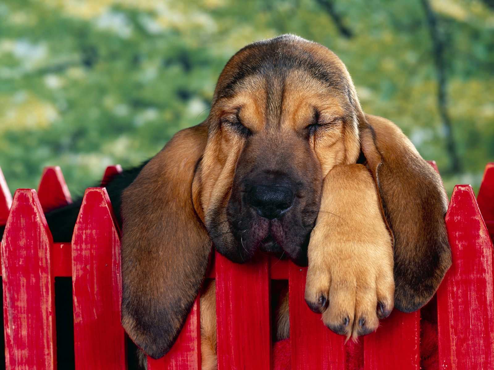 1600x1200 Bloodhounds Wallpaper Cute and Docile