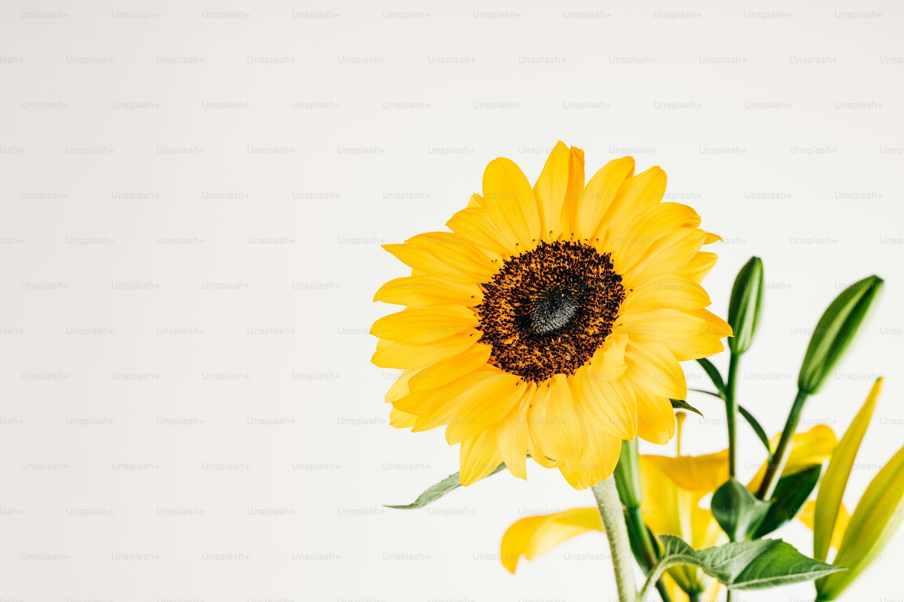 3000x2000 Laptop Wallpaper: Free HD Download [4K]