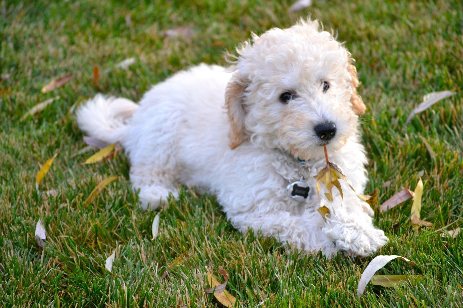 Australian Labradoodle Wallpapers - Top Free Australian Labradoodle