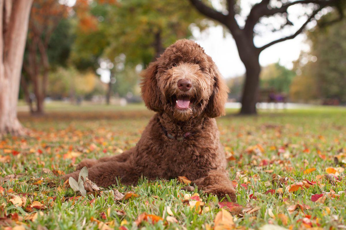 1200x800 Labradoodle owners respond: The dogs are not 'Frankenstein