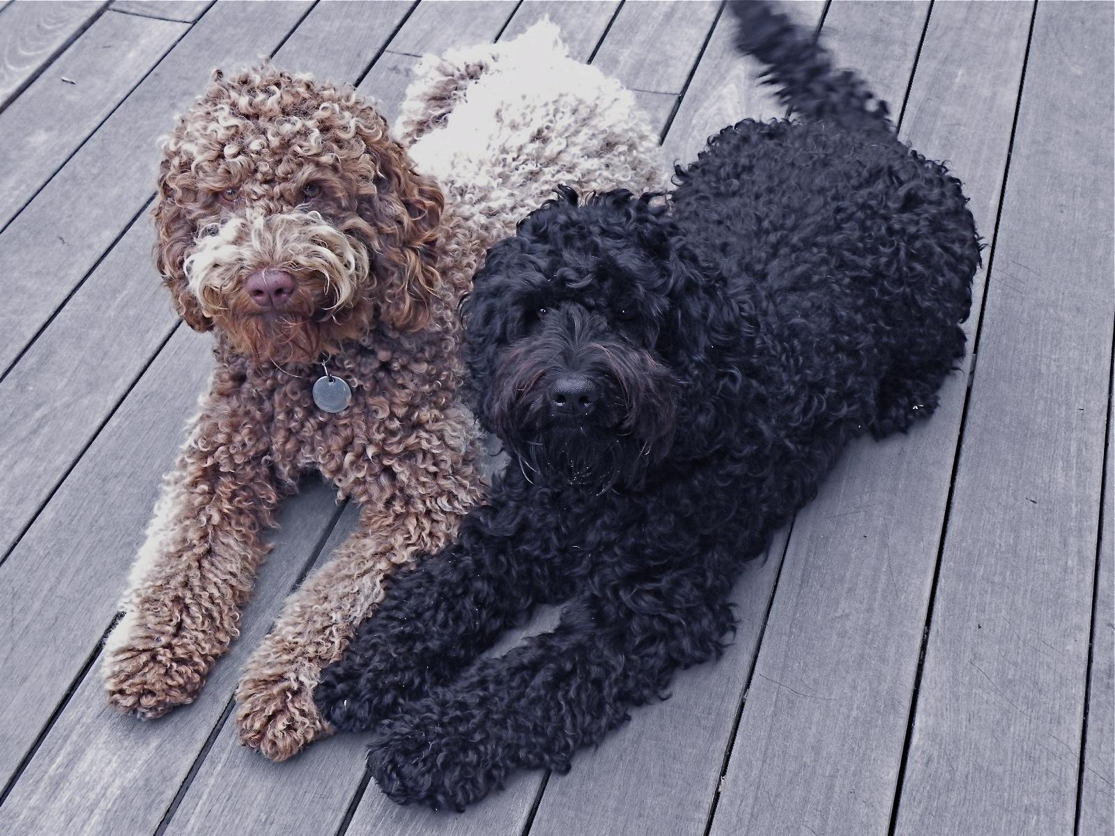 Australian Labradoodle Wallpapers - Top Free Australian Labradoodle
