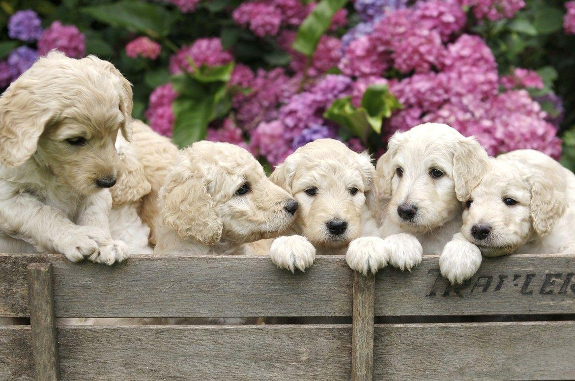 1170x776 Wallpaper Labradoodle