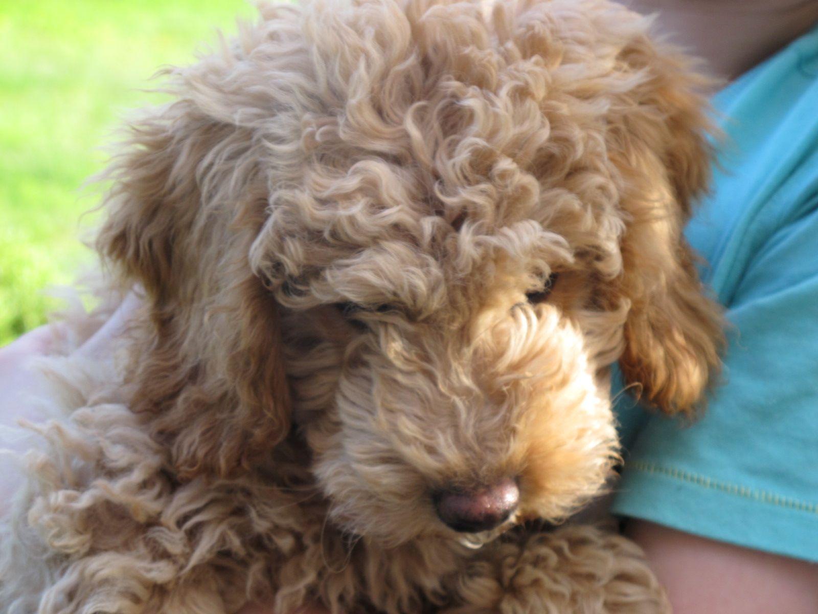 Australian Labradoodle Wallpapers - Top Free Australian Labradoodle