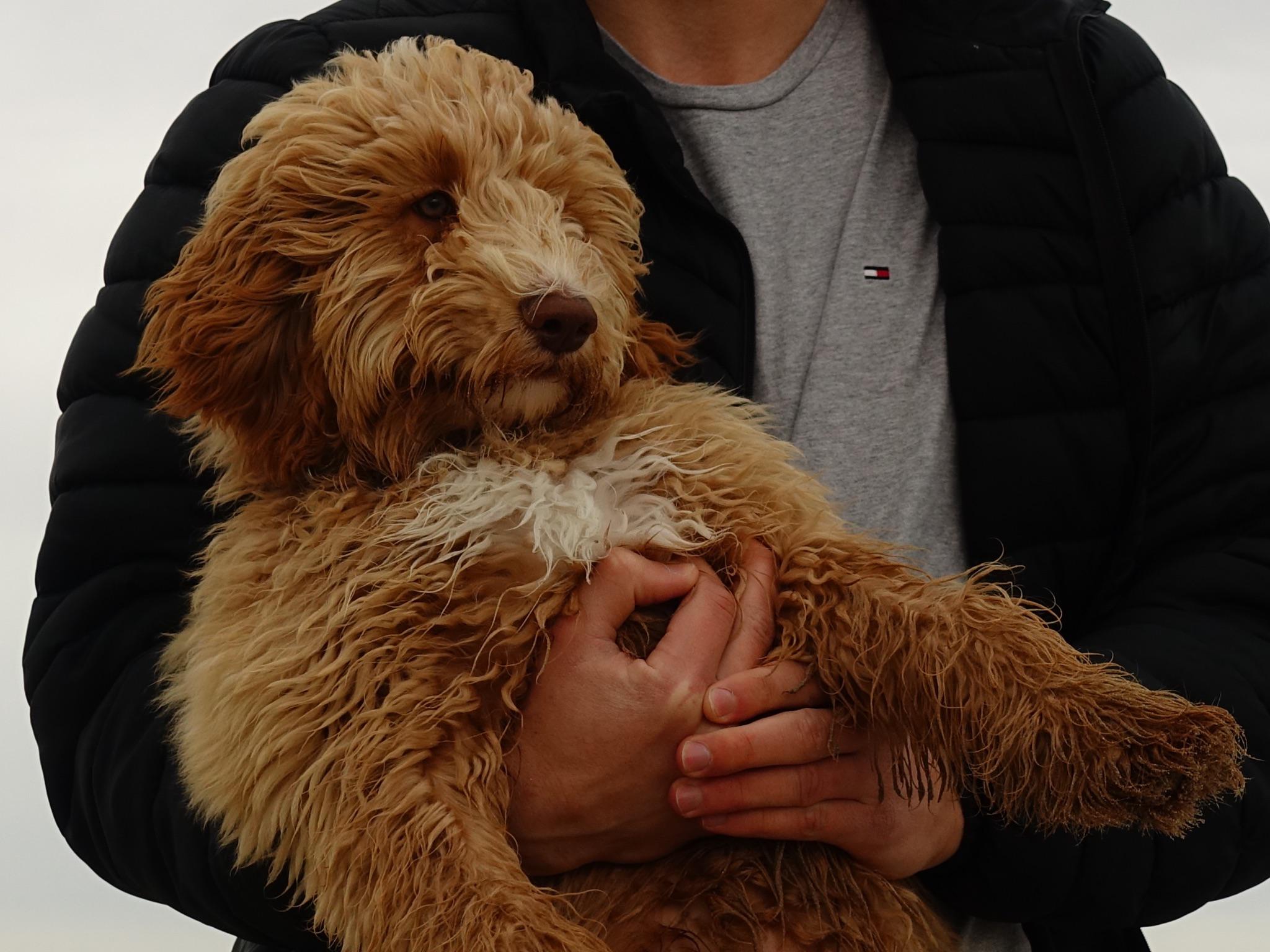 Australian Labradoodle Wallpapers - Top Free Australian Labradoodle