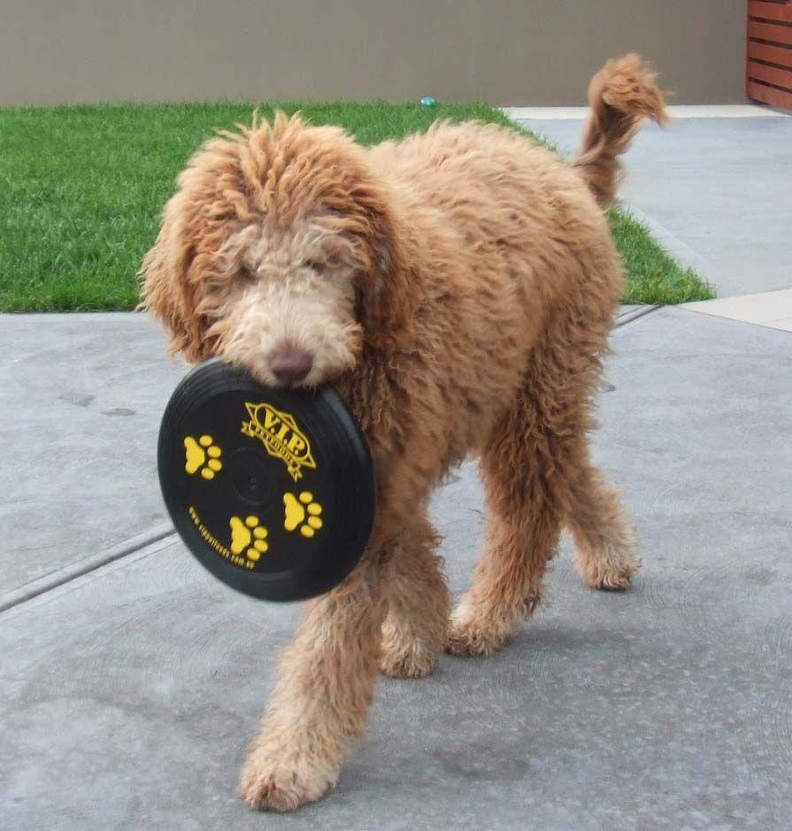 Australian Labradoodle Wallpapers - Top Free Australian Labradoodle