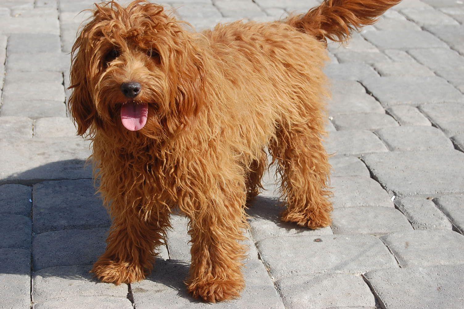 Australian Labradoodle Wallpapers - Top Free Australian Labradoodle