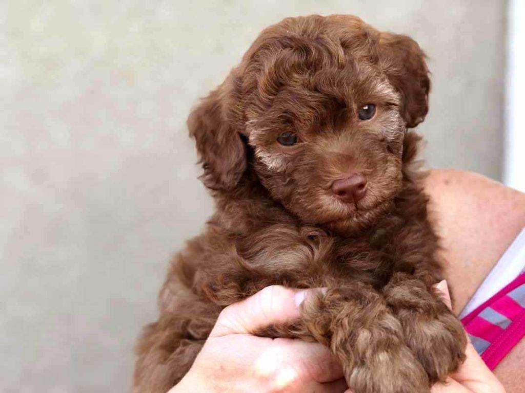 Australian Labradoodle Wallpapers - Top Free Australian Labradoodle