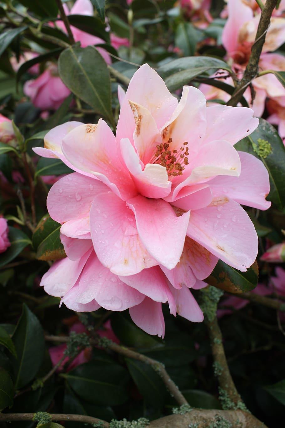 910x1365 Camellia sasanqua 1080P, 2K, 4K, 5K HD wallpaper free download