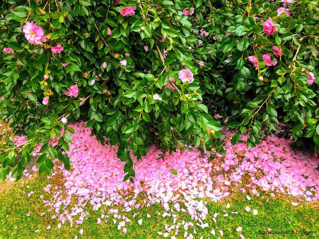 1024x768 Camellia sasanqua 'Marge Miller' Sasanqua Came