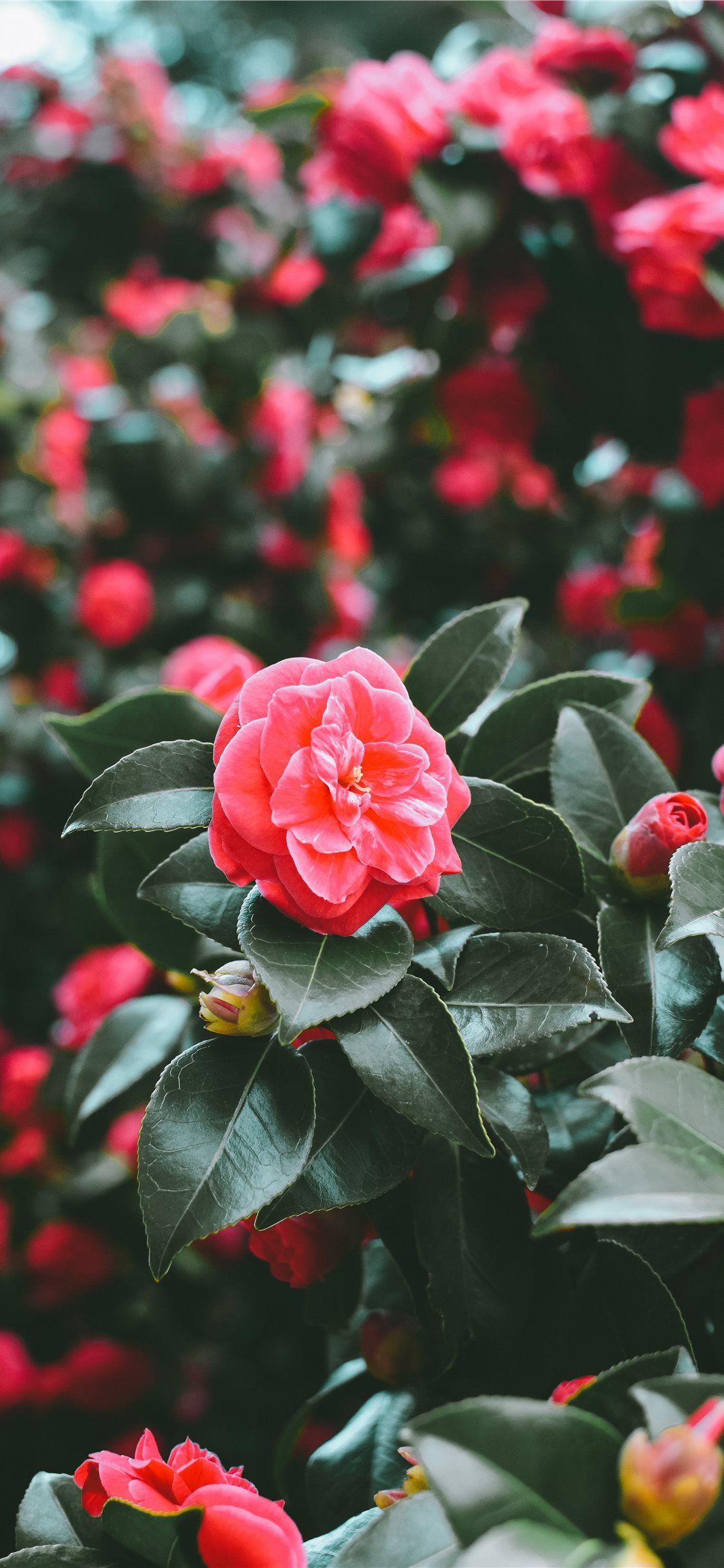 1125x2436 First signs of spring iPhone X Wallpaper Free Download