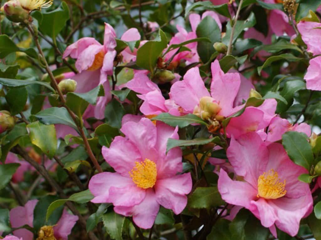 1024x768 Camellia sasanqua (Sasanqua Camellia). World of Flowering Plants