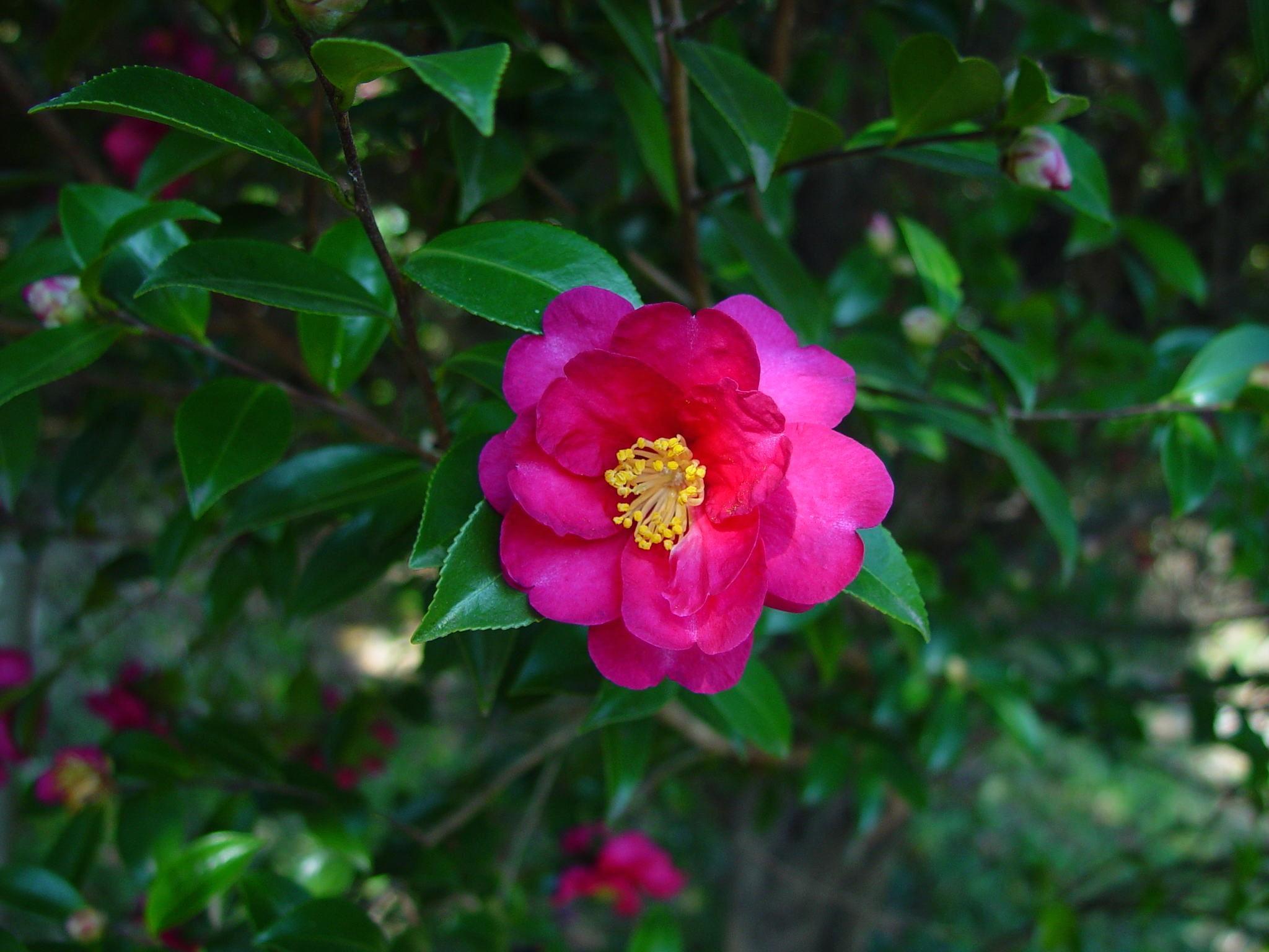 2048x1536 Camellia Sasanqua wallpaper. nature and landscape