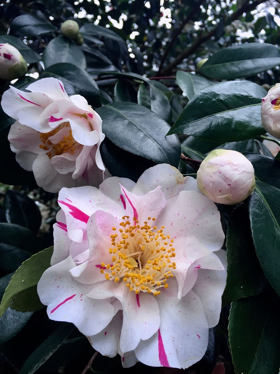 910x1213 HD wallpaper: camellia, flower, bush, green, floral, spring