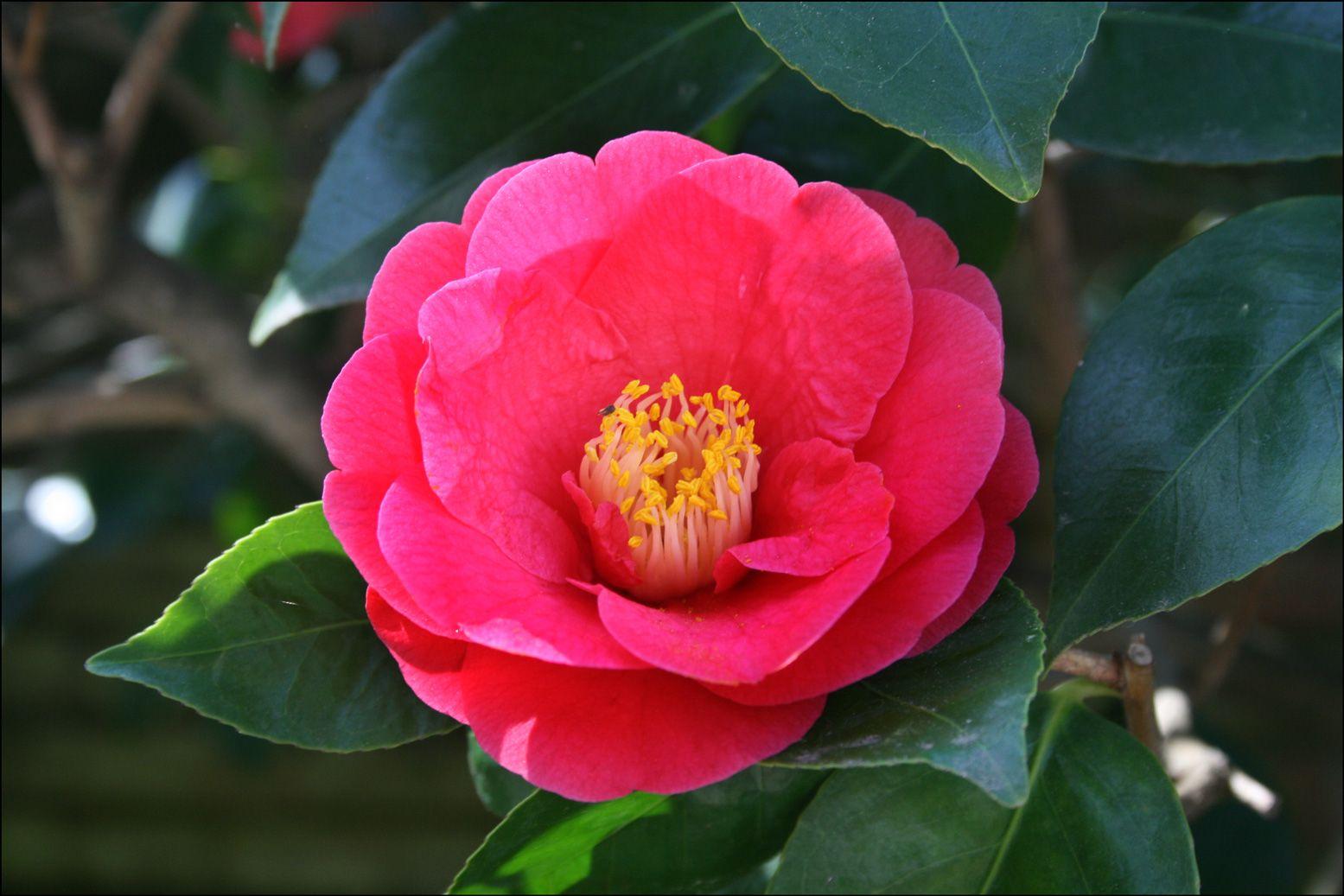 1555x1037 Red Camellia Widescreen Wallpaper Tsubaki
