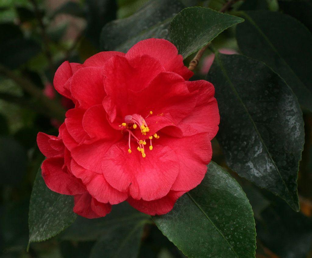 1024x847 Camellia Japonica Wallpaper by Wolfgang Bazer #travel