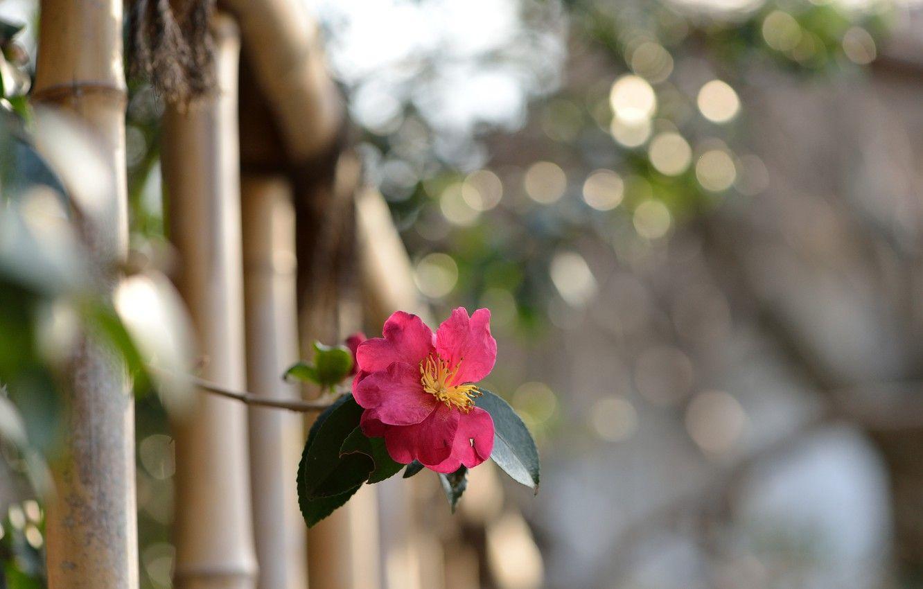 1332x850 Wallpaper flower, nature, the fence, plant, branch, fence