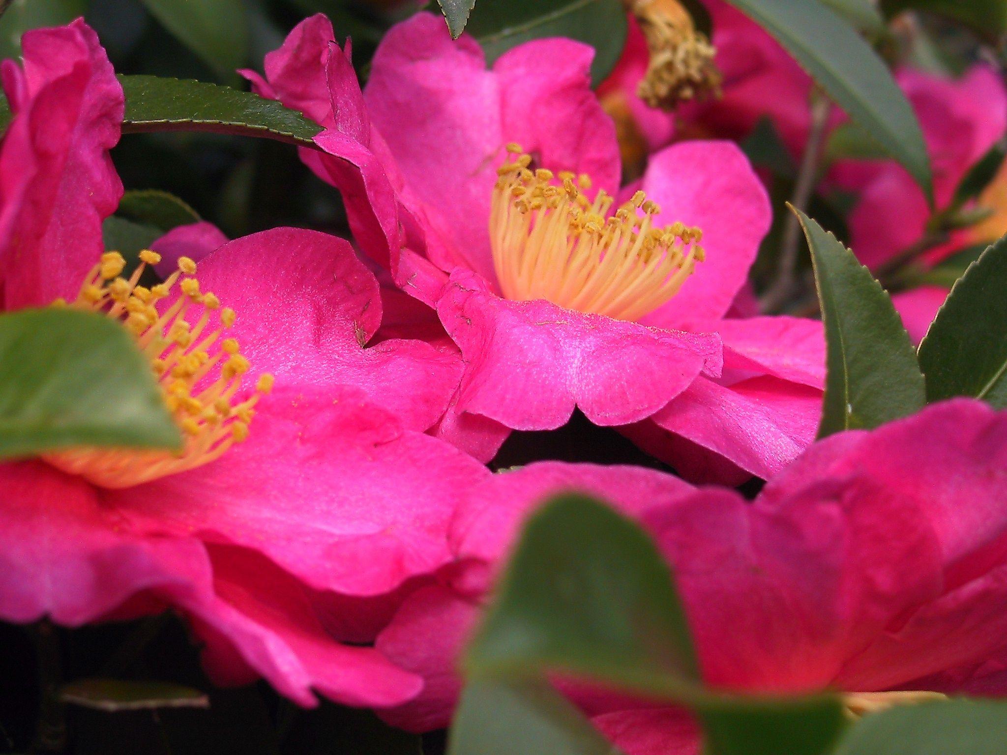 2048x1536 Camellia
