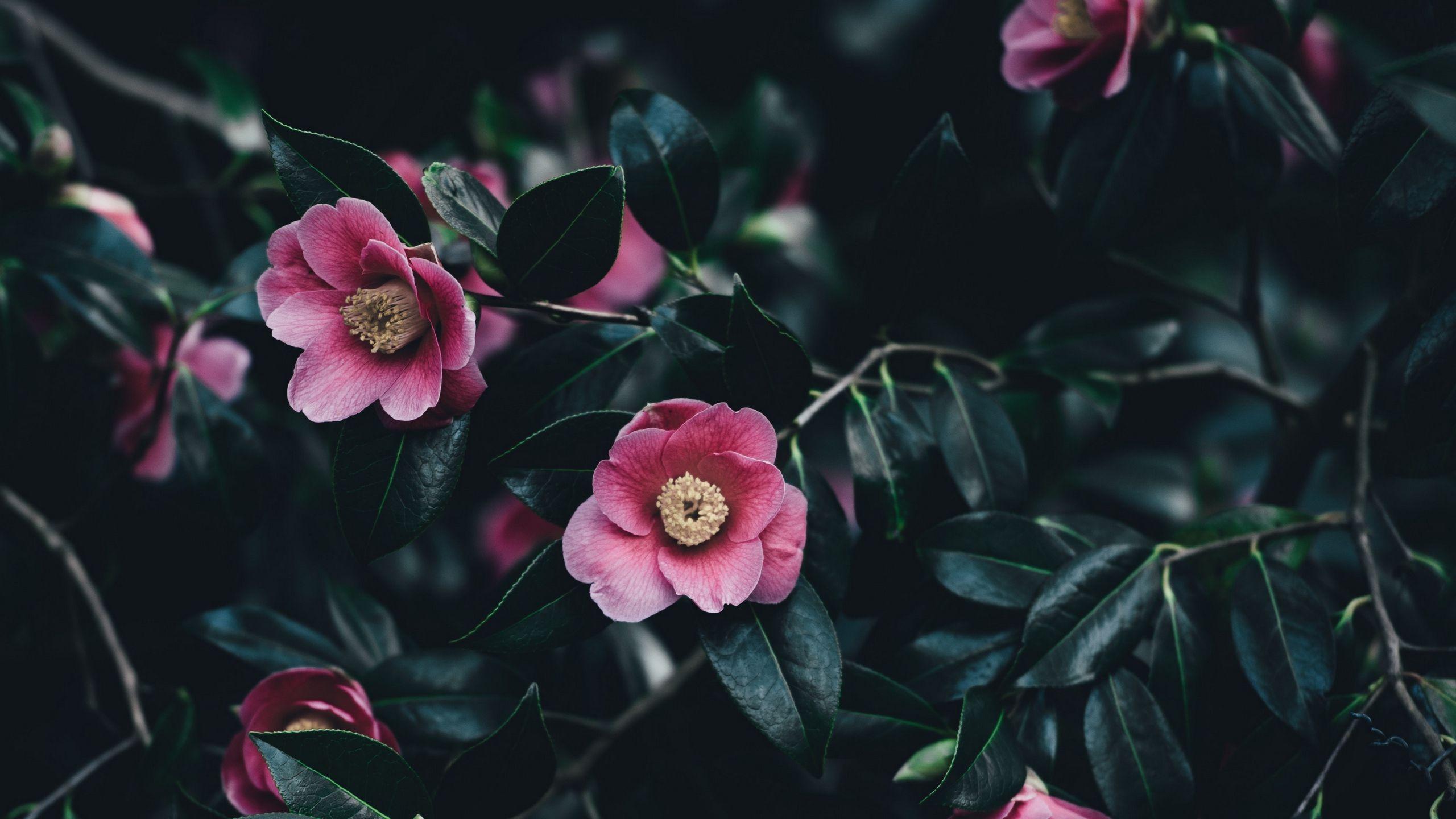 2560x1440 Download wallpaper 2560x1440 camellia, flowers, bush, pink