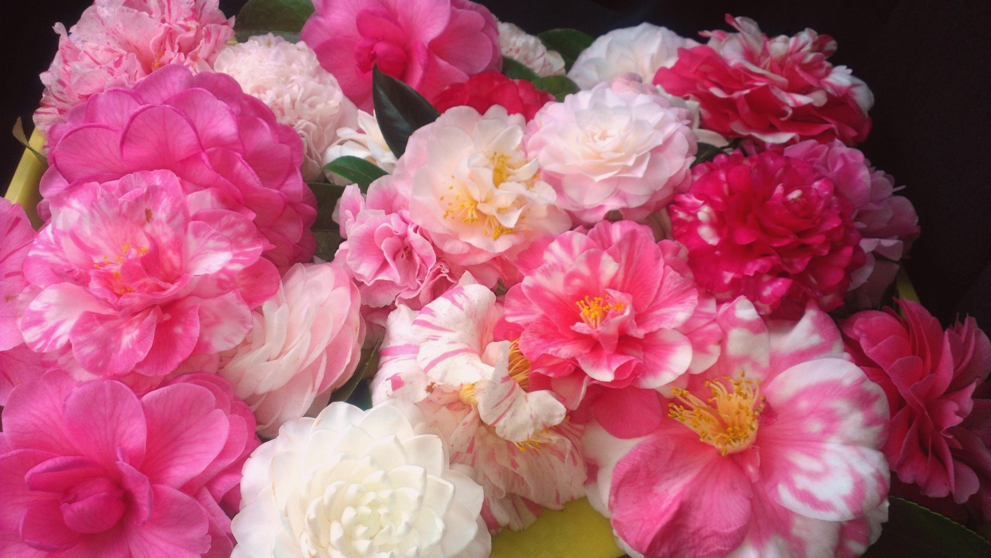 3264x1840 Camellias Desktop Wallpaper Rose, HD Wallpaper
