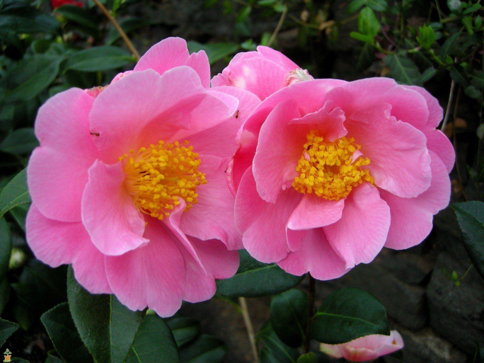 1600x1200 Pink Icicle Camellia