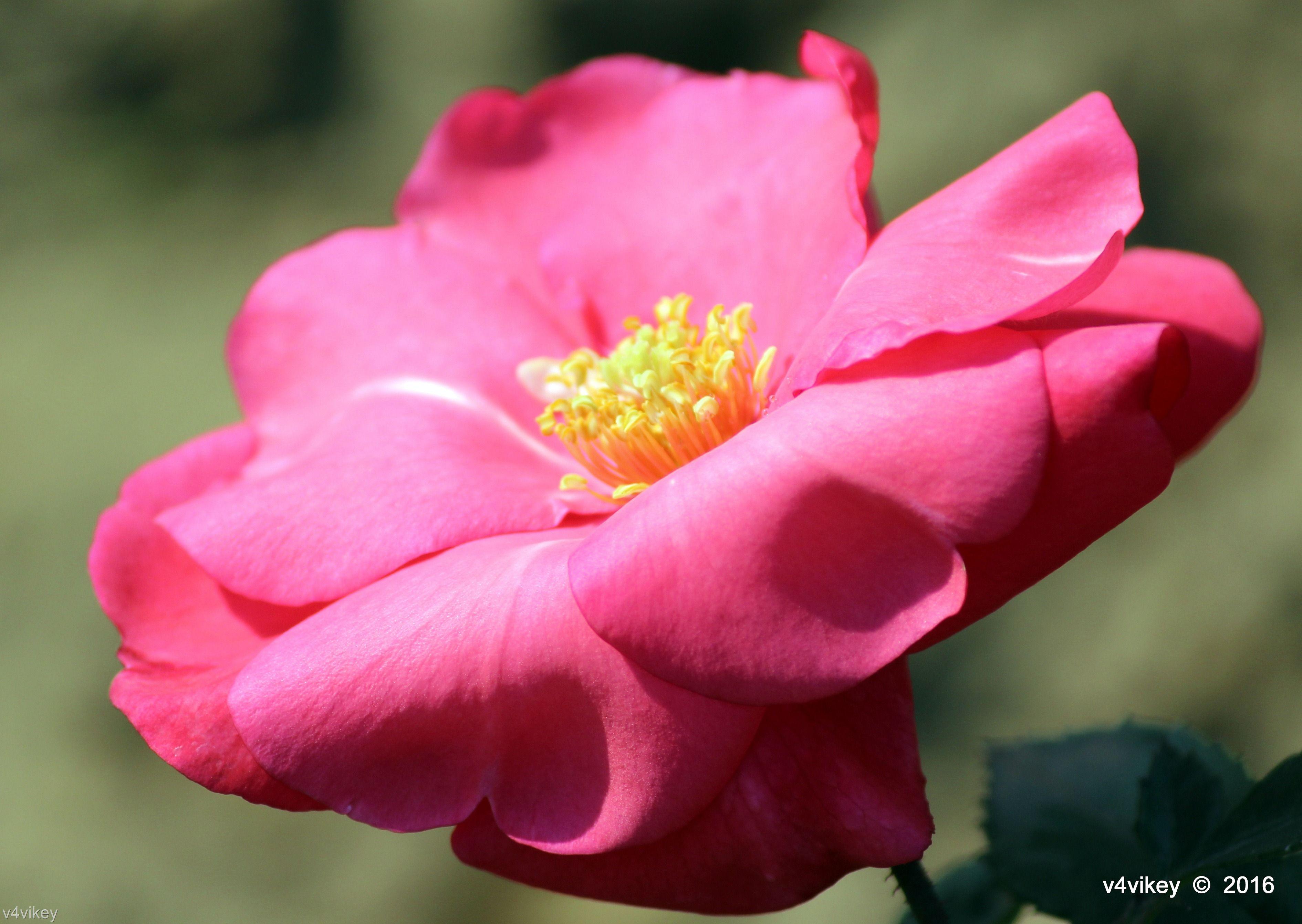 3781x2684 Camellia Sasanqua