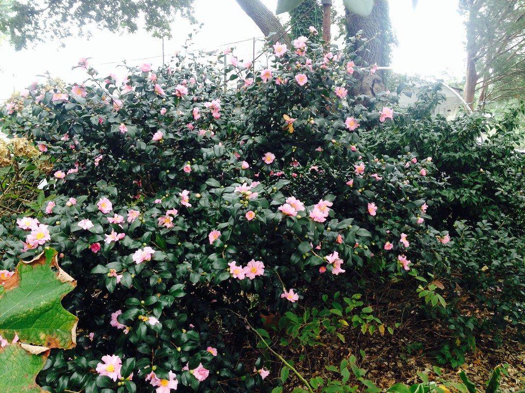 1024x768 Camellia Sasanqua 'Cleopatra'. My party Queen of the Garden