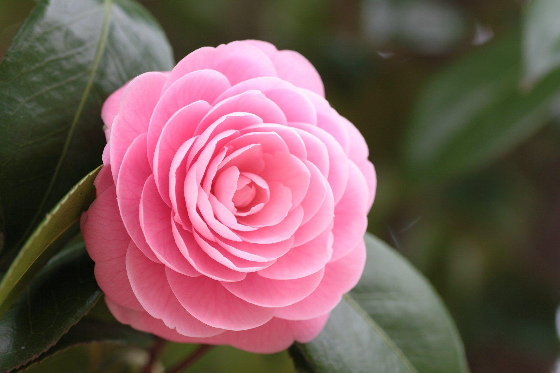 1920x1280 Camellia HD Wallpaper and Background Image