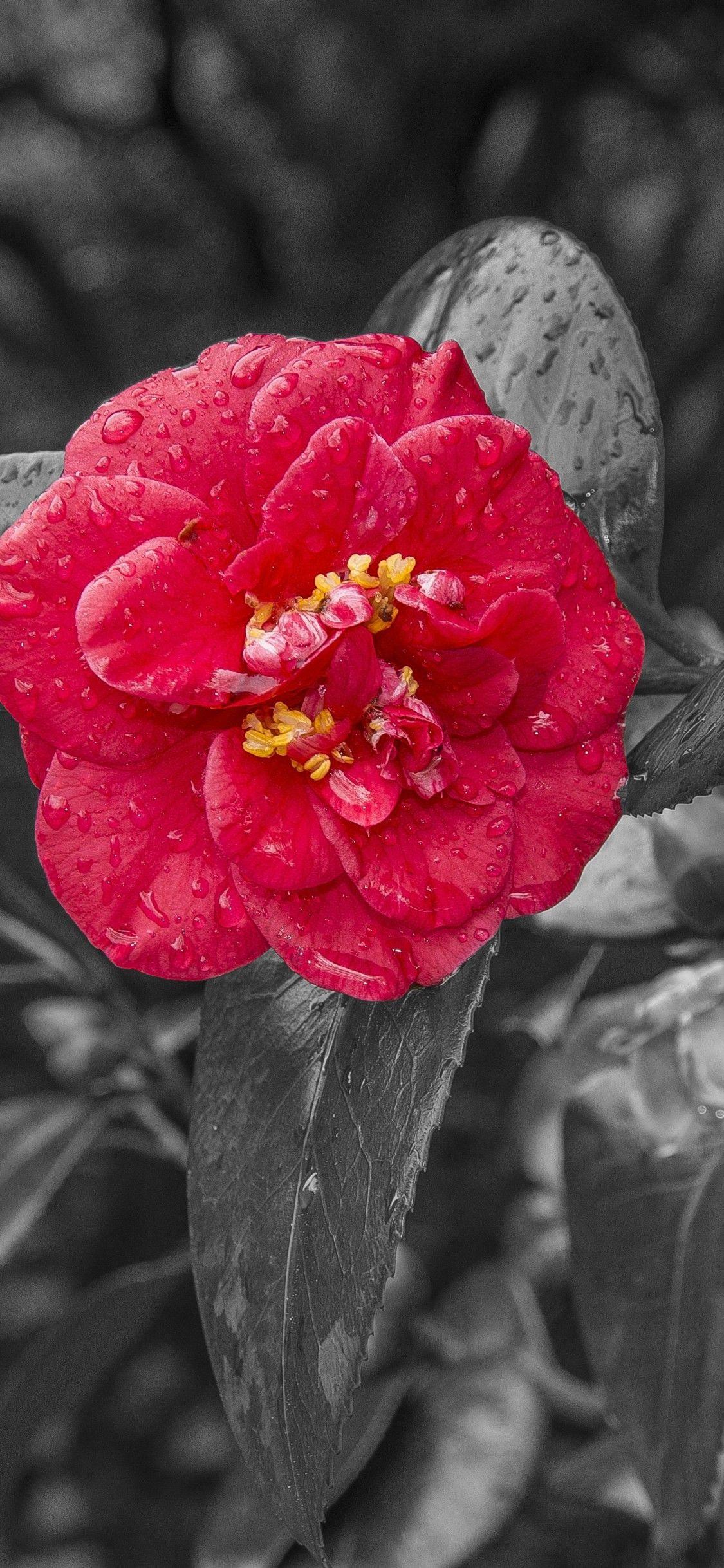 1125x2436 Download 1125x2436 Red Camellia, Monochrome, Leaves, Bloom