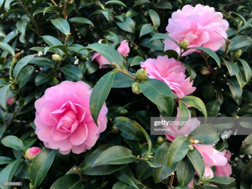 1024x768 Camellia Sasanqua Flowers High Res