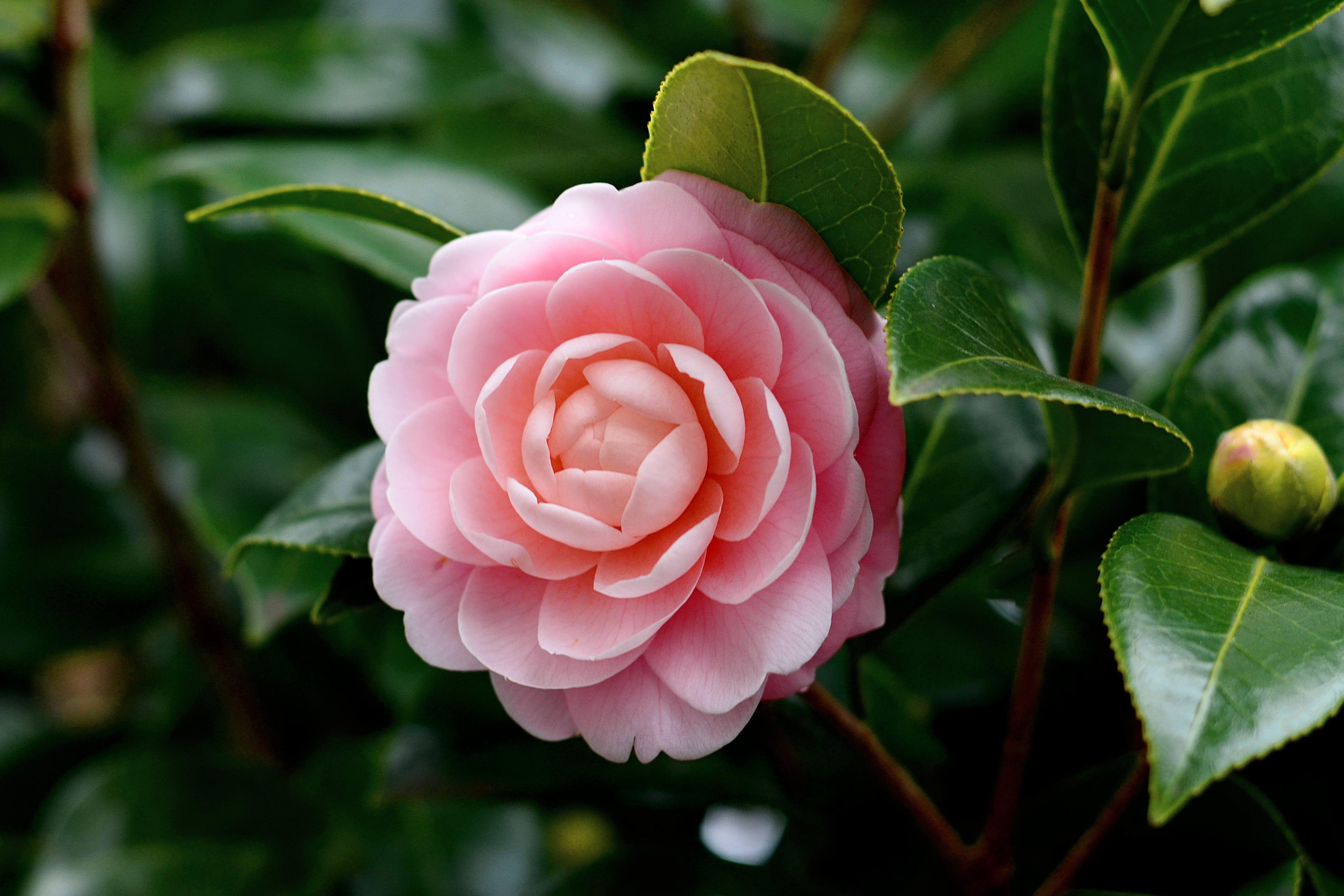 15 Top camellia flower desktop wallpaper You Can Save It Without A ...