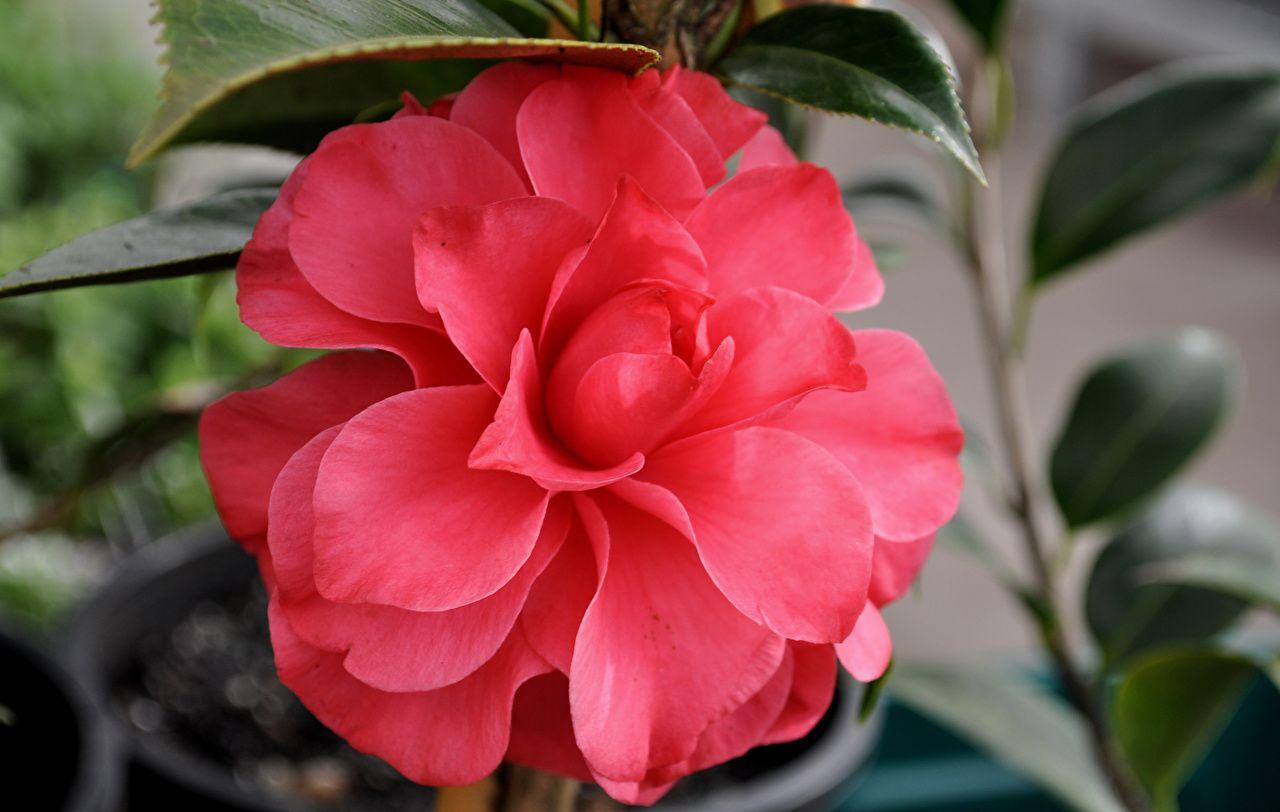 1280x812 Desktop Wallpaper Pink color flower Camellia Closeup