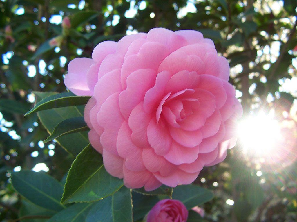 1024x768 Nature Image Camellia HD Wallpaper And Background