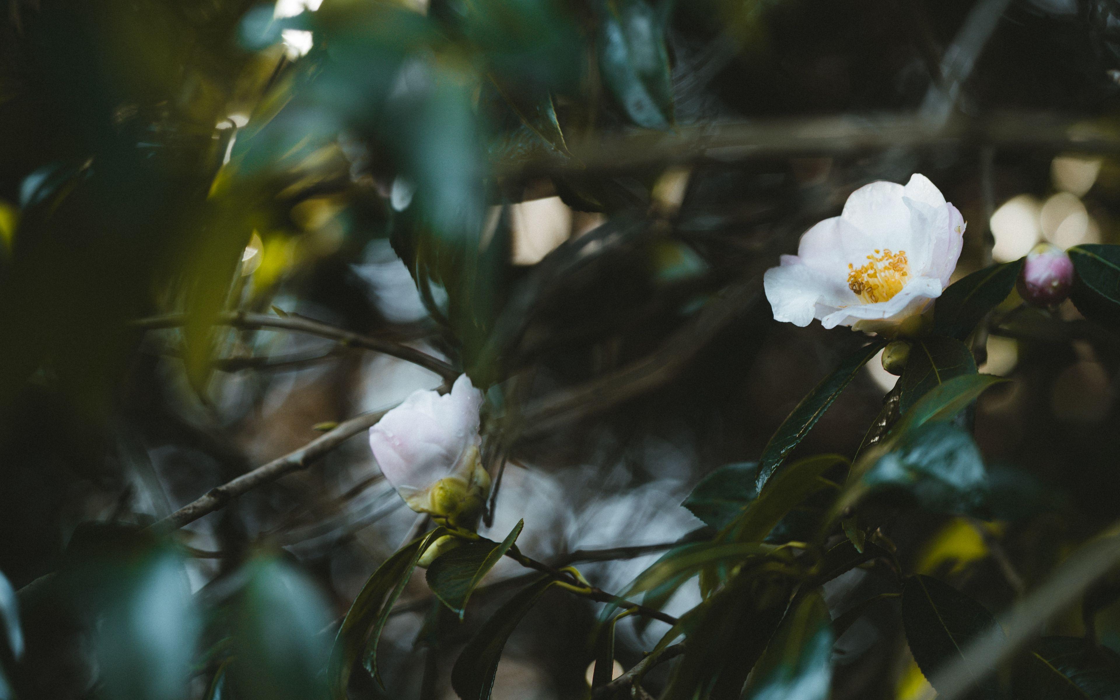 3840x2400 Download wallpaper 3840x2400 camellia, flowers, white, plant