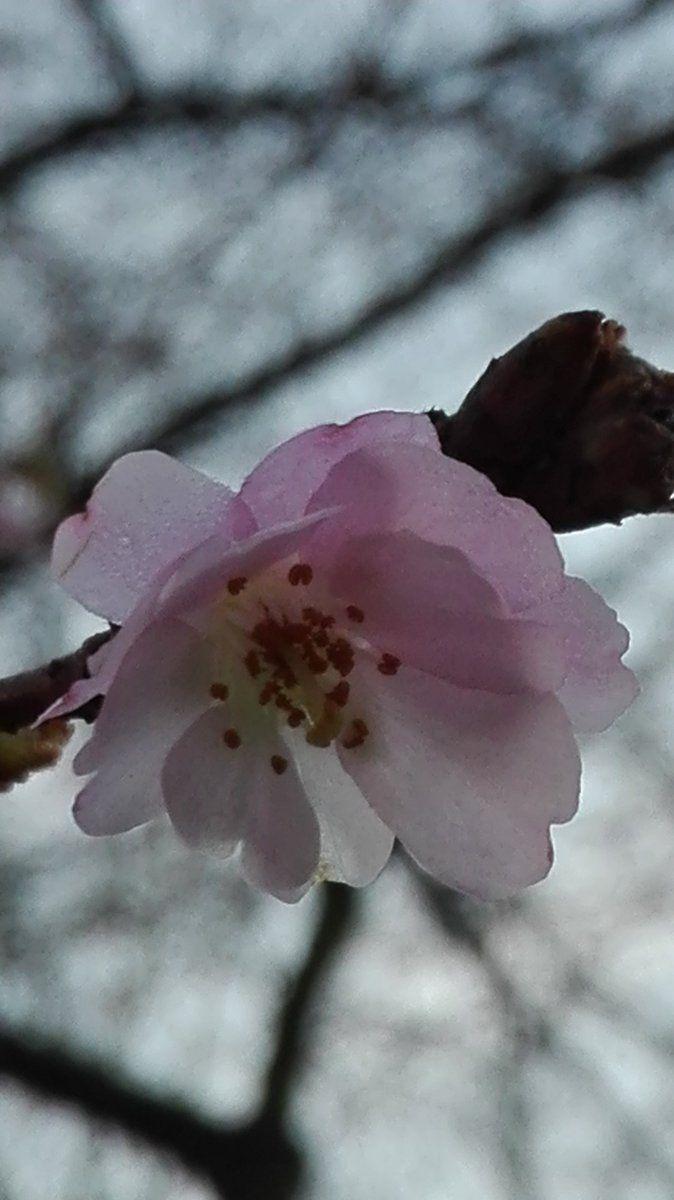 674x1200 Camellia Sasanqua