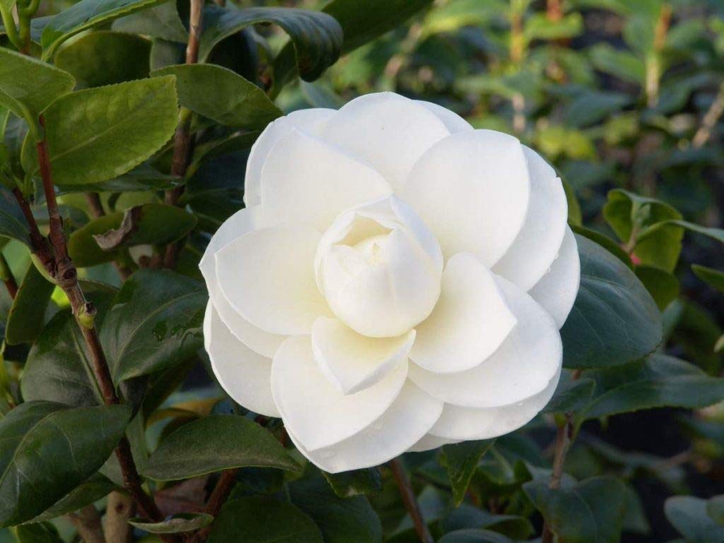 1024x768 Amazon.com : Camellia White by The Gate, 1 GAL : Garden & Outdoor