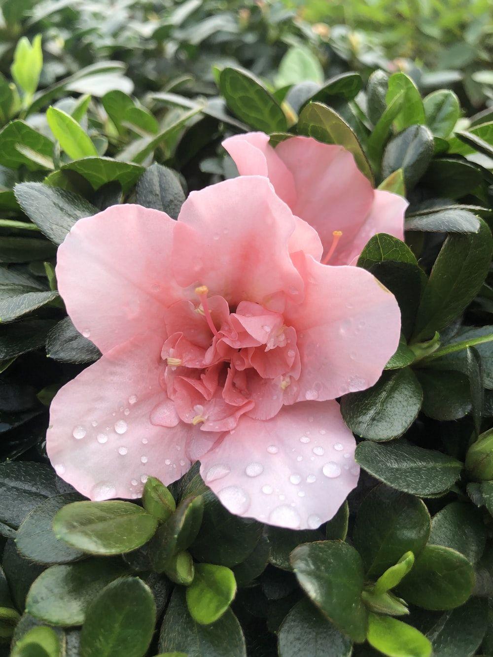 1000x1333 Free Flower Image