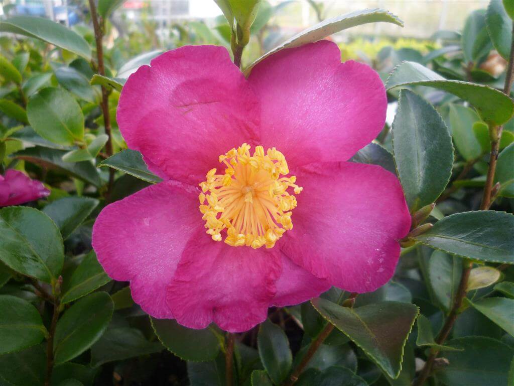 1024x768 Camellia Sasanqua Hiryu