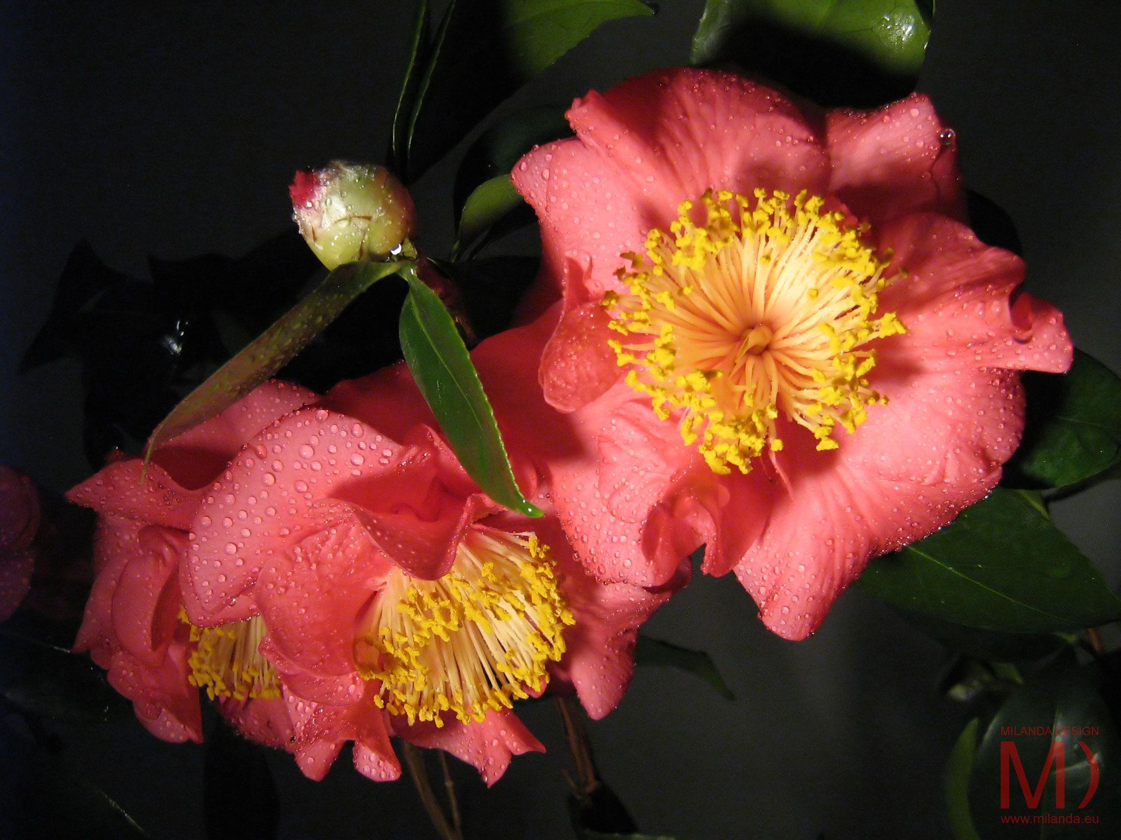 2272x1704 Three Camellia Wallpaper Milanda Design Studio Downloads
