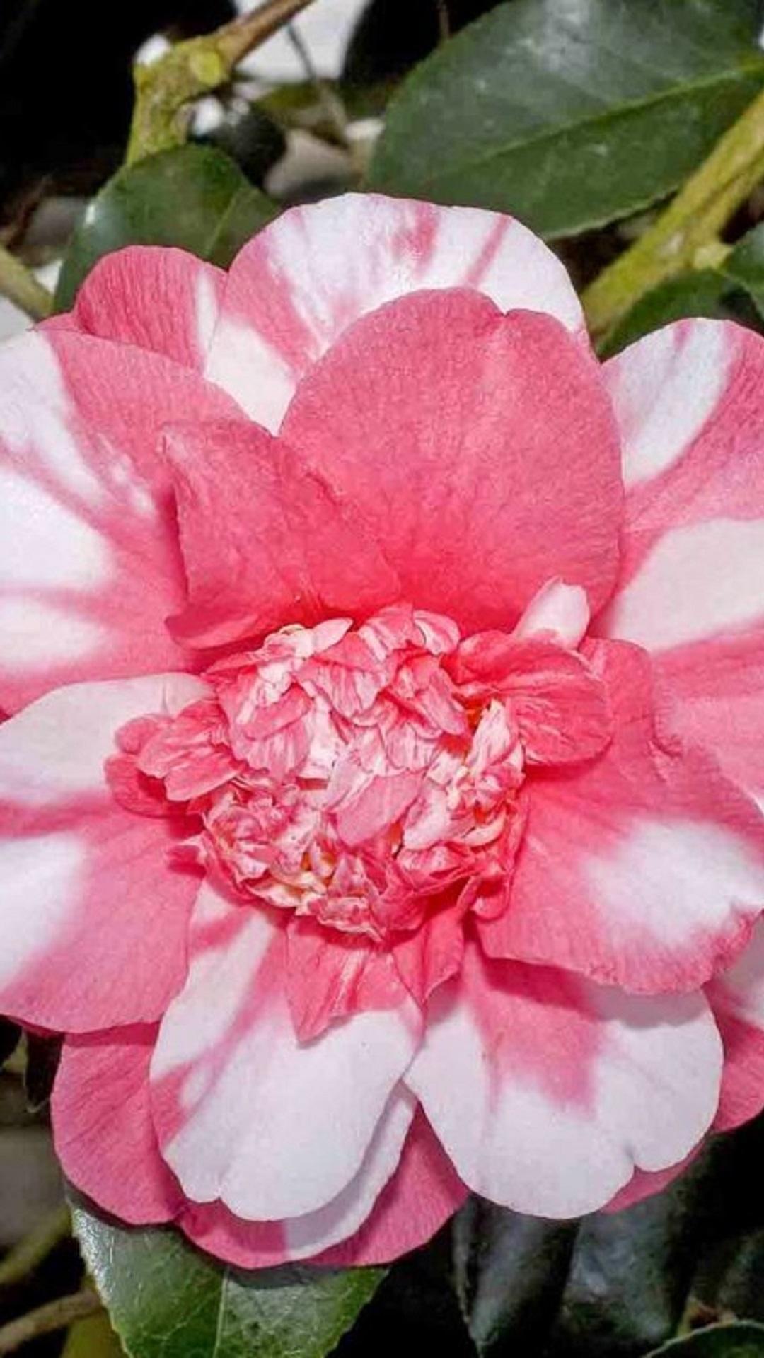 1080x1920 Camellia Wallpaper HD for Android